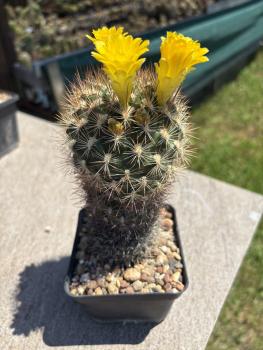 Preview: Weingartia spec.